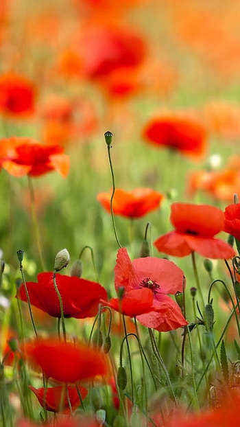 May, Beautiful Red Flowers HD phone wallpaper