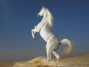 Animals, Horses HD wallpaper