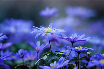 Flowers, Leaves, Macro, Petals HD wallpaper