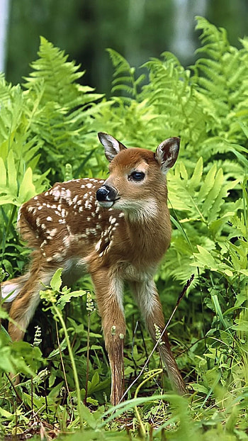 Baby deer, Wild Animals HD phone wallpaper