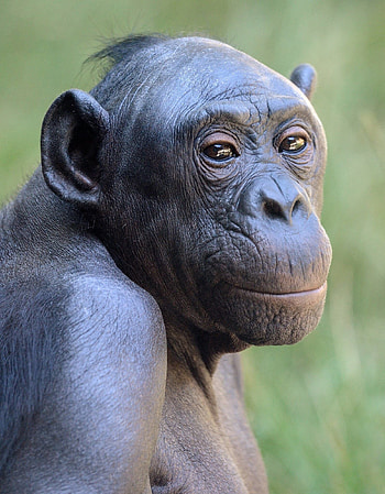 Bonobo, Welcome to the world of primates, Bonobo kingdom exploration, Wild animal sanctuary HD phone wallpaper