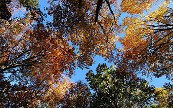 Nature, Trees, Sky, Autumn, Leaves HD wallpaper