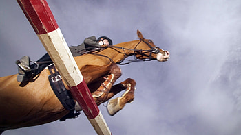 Horse riding , John Thompson, Equestrian passion, Equine beauty HD wallpaper