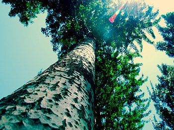 杨树, nature, tree, flower HD wallpaper