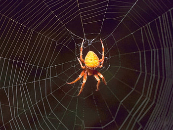Orange Spider, asia, yellow, species, spider web, colour, orange HD wallpaper