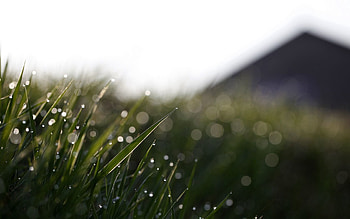 Grass, Drops, Macro, Glare, Dew HD wallpaper
