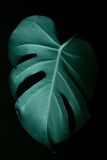 Plant, Macro, Leaflet, Veins, Monstera HD phone wallpaper