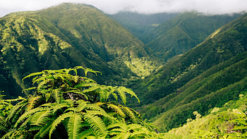 Kapalua, Hawaii, hills, leaves, plants, canyon, rocks, usa HD wallpaper