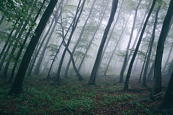 Captivating misty forest scene with tall trees enveloped in fog, creating a mysterious ambiance. HD wallpaper
