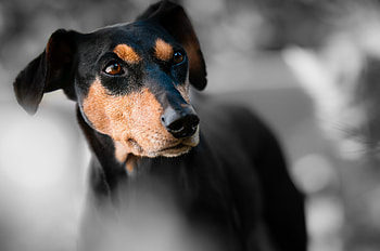 Animals, Dog, Muzzle, Miniature Pinscher, Dwarf Pincher HD wallpaper