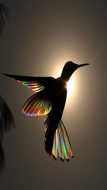 Colibrí, plumas, colibri HD phone wallpaper