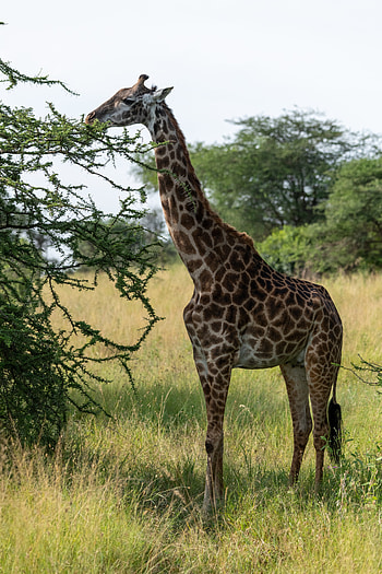 Animals, Trees, Savanna, Animal, Giraffe HD phone wallpaper