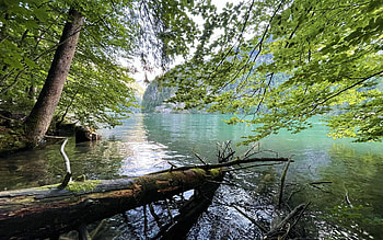 Koenigssee, Germany, trees, mountains, water, bavaria, reflections HD wallpaper