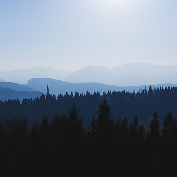 Evening, silhouette, forest, trees HD phone wallpaper