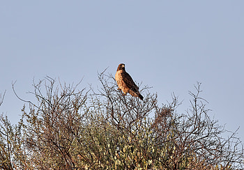 Animals, Bush, Bird, Branches, Predator, Kite HD wallpaper