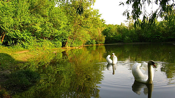 Animals, Birds, Rivers, Swans HD wallpaper