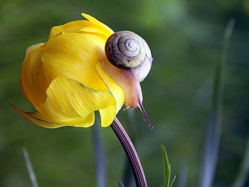 Snail on Flower, , yellow, flower, cool, snail HD wallpaper