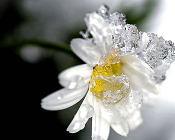 Frozen Flower, winter, white, frozen, flower HD wallpaper