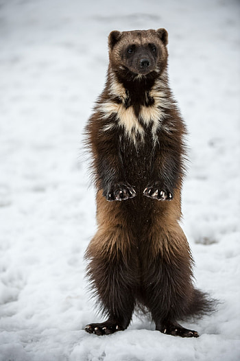 Standup wolverine, Wolverine animal, Rare animals, Animals beautiful HD phone wallpaper
