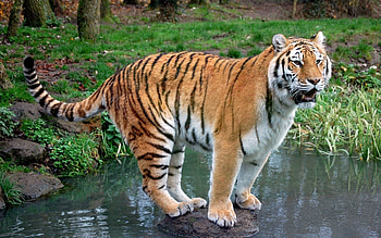 Animals, Grass, Predator, Stroll, Tiger HD wallpaper