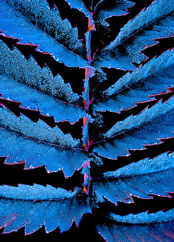 Leaves, Drops, Plant, Macro, Carved, hop HD phone wallpaper