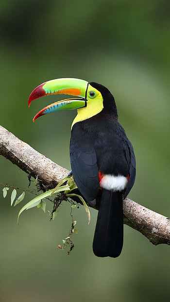 Toucans, Black HD phone wallpaper