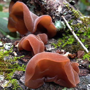 Wood ear mushrooms, Foraging delicacies, Swampy forests, Appleseed mushrooms HD phone wallpaper