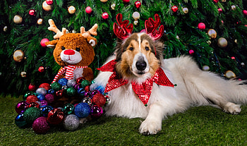 Waiting for Santa, animal, dog, craciun, collie, christmas, cute, pet, caine HD wallpaper