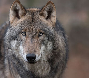 Wolf, eyes, wild, animals HD wallpaper