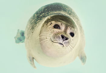 A playful seal graphed underwater with a clear view of its expressive face. HD wallpaper