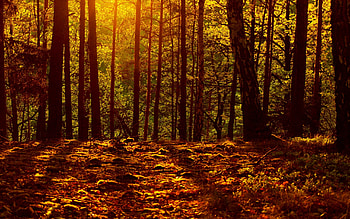 Autumn Forest, colors, sunshine, trees, leaves, fall HD wallpaper