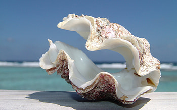 White and Brown Seashell, Shore, , Flare HD wallpaper