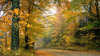 Beautiful Autumn, autumn, amazing, Forest, tree HD wallpaper
