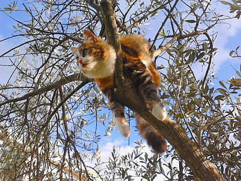 GREAT VIEW FROM UP HERE !!, branch, looking, view, cat, beautiful, high HD wallpaper