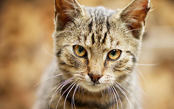 Cat, kitten, sweet, kitty, cats, cute, beautiful, paws, beauty, cat face, pretty, animals, face, lovely, hat HD wallpaper
