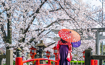 ღ, Japan, Kimono, Spring, Umbrella, Cherry blossom HD wallpaper