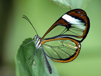 Leaves, Patterns, Macro, Butterfly, Wings HD wallpaper