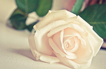 Flowers, Rose Flower, Rose, Petals, Bud, Loneliness, Tea, Tea Room HD wallpaper