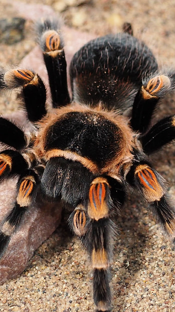 Tarantula - Theraphosidae, spider, Animal HD phone wallpaper