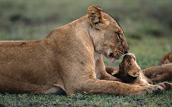 Animals, Grass, Young, To Lie Down, Lie, Lioness, Care, Joey HD wallpaper