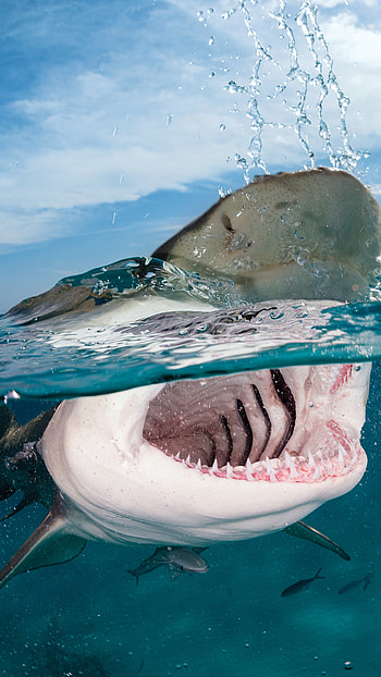 Indian Caribbean Atlantic, Caribbean Atlantic Ocean, Indian, Shark HD phone wallpaper