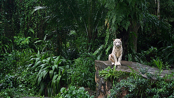 White tiger, Jungle Animal HD wallpaper