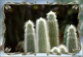 CACTI, PLANTS, FRAMED HD wallpaper