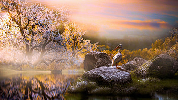 Pelican, Thai Phung, landscape, sky, nature, bird, sunset HD wallpaper