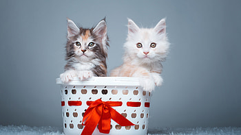 Maine Coon, Pets HD wallpaper
