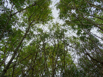 Ash Tree, Ash dieback, Grants program, Nicholsons of Oxfordshire HD wallpaper