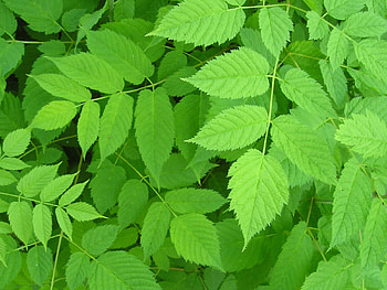 Green Plant , plant HD wallpaper