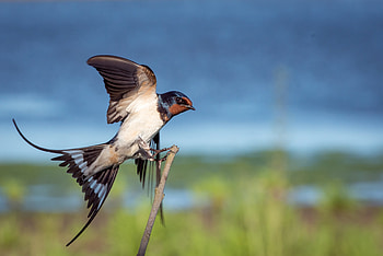 Animals, Bird, Wings, Wave, Sweep HD wallpaper