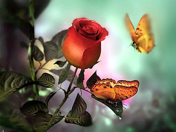 Allure of the rose, butterflies, flowers, roses, red HD wallpaper