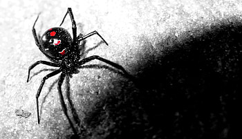 Spider, Spiderwoman pet, Widow spider, Arachnid companion HD wallpaper